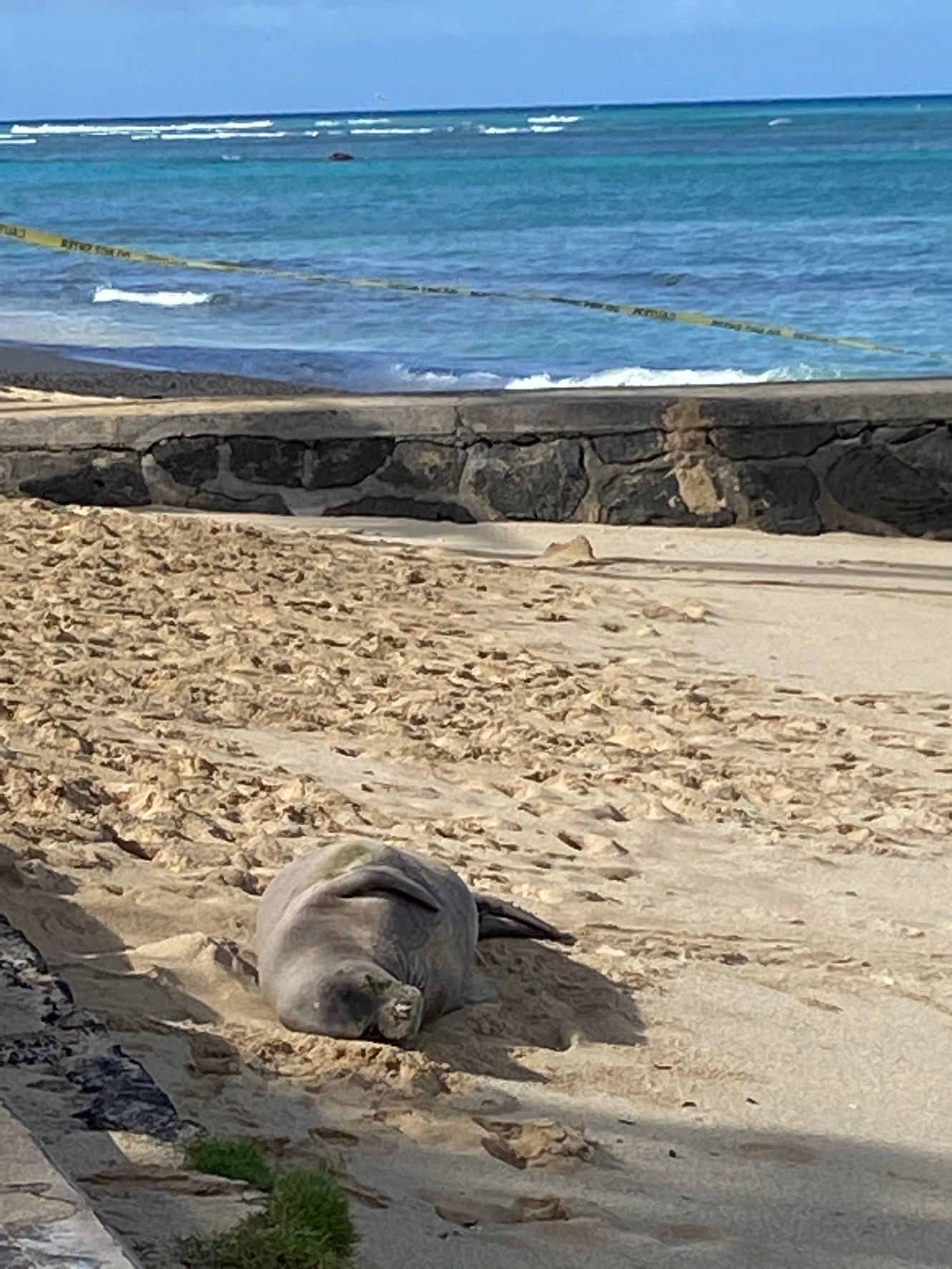 ハワイアン モンクシールに遭遇