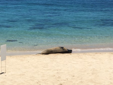 海亀ビーチでモンクシールに遭遇