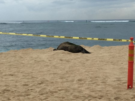 ハワイアン モンクシールお昼寝中