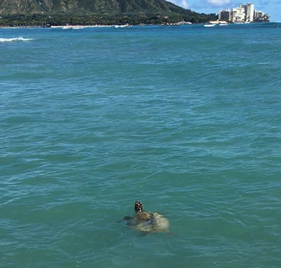 ハワイ 海亀に会えた